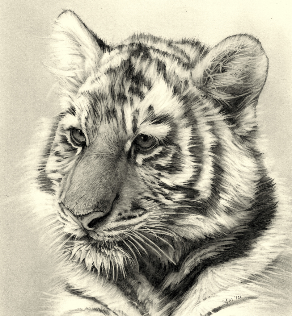 945x1024 Tiger Cub Pencil Drawing Better View Finally Finished!! - Tiger Pencil Sketch Images