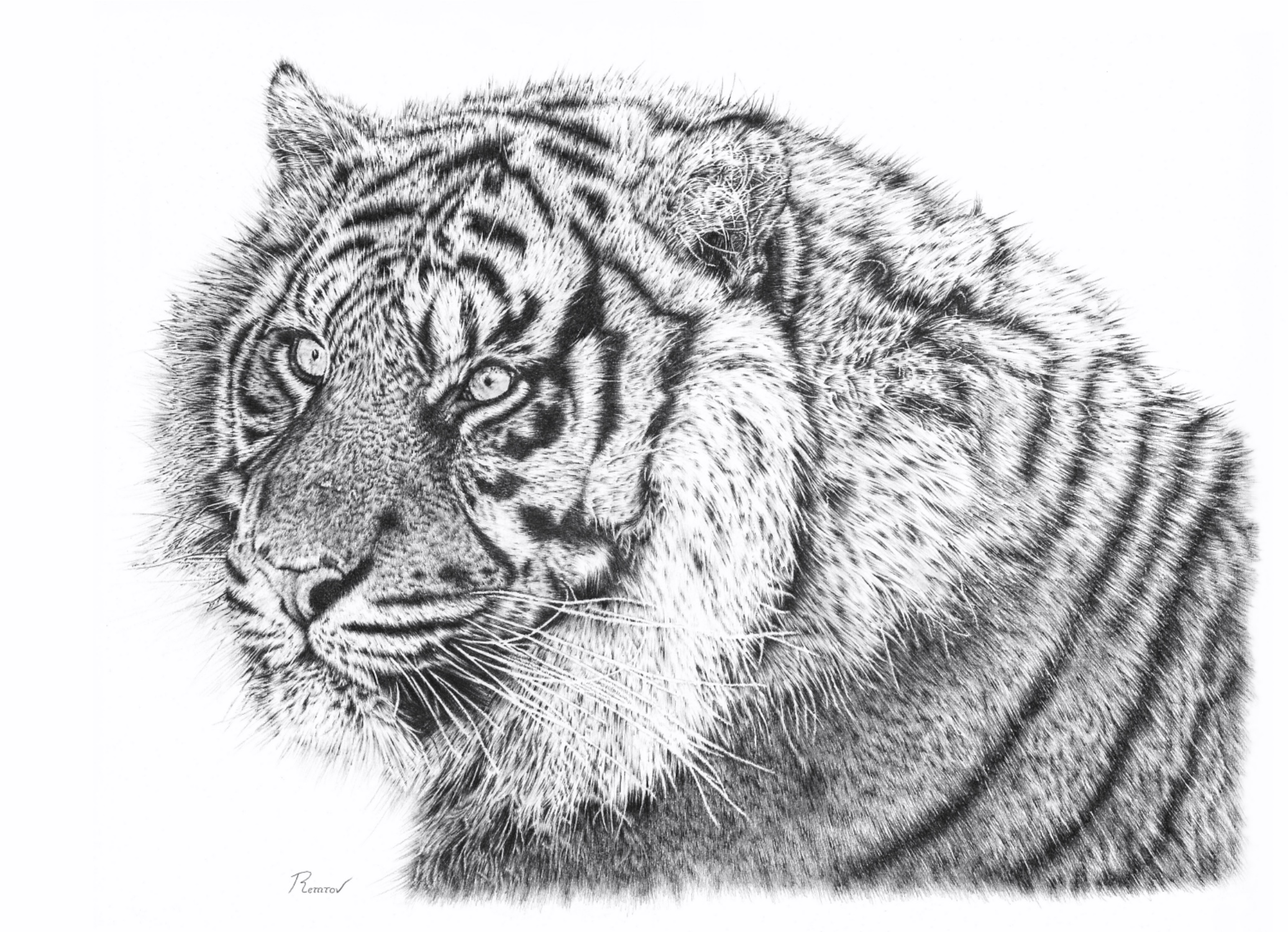 2073x1500 Bengal Tiger, Pencil Drawing, 18 X 24 Inch Art - Tiger Pencil Sketch Images