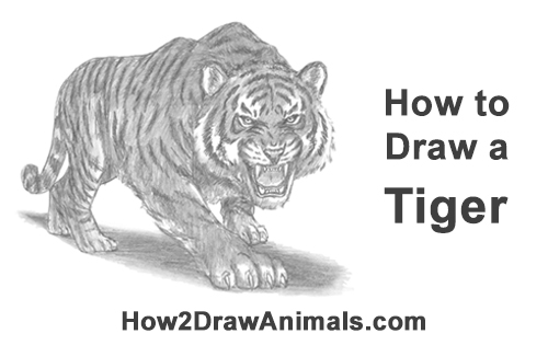 500x315 How To Draw A Tiger Roaring - Tiger Roaring Sketch