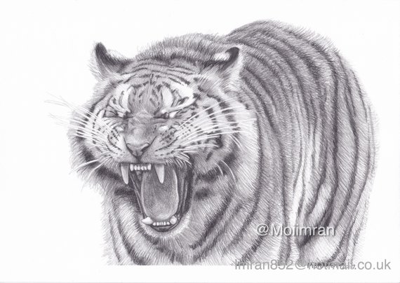 570x404 Original Pencil Drawing Of Bengal Tiger Roaring Wildlife Etsy - Tiger Roaring Sketch