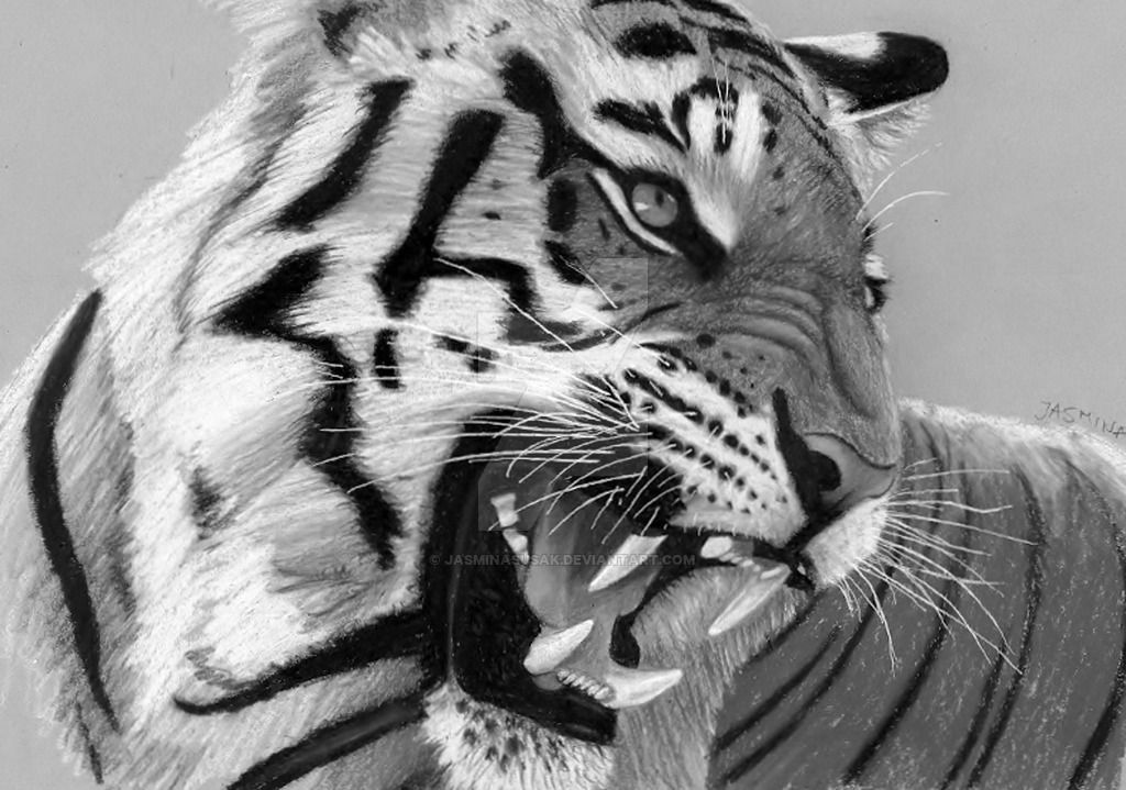 1024x719 Pencil Drawing Roaring Tiger By On - Tiger Roaring Sketch