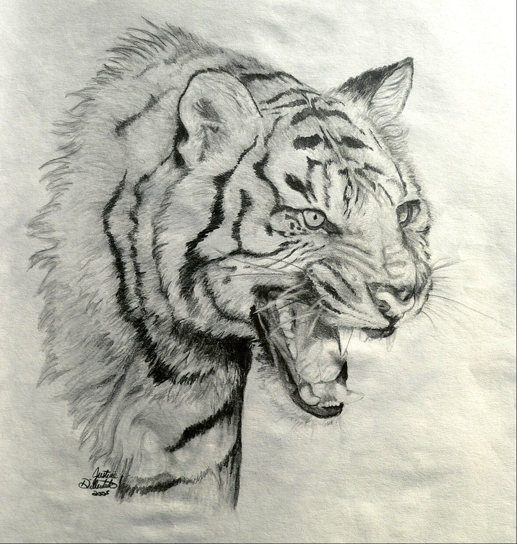 1024x1077 Roaring Tiger By Freedomsparrow3 - Tiger Roaring Sketch