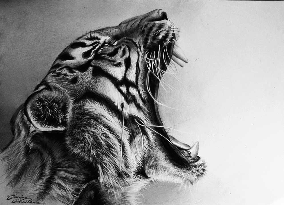 Tiger Roaring Sketch at Explore collection of