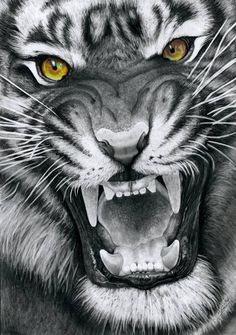 236x335 Tiger Face Pencil Drawing 2016 Drawings Draw - Tiger Roaring Sketch
