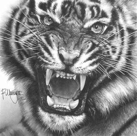 Tiger Roaring Sketch at PaintingValley.com | Explore collection of ...