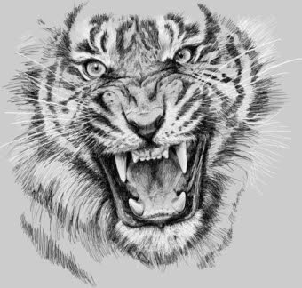 340x324 Drawn White Tiger Roaring 18 - Tiger Roaring Sketch