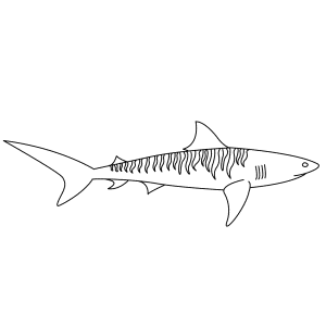 300x300 How To Draw A Tiger Shark - Tiger Shark Sketch