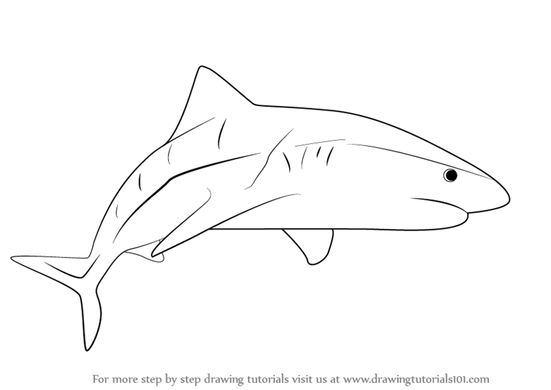 800x566 Learn How To Draw A Tiger Shark (Fishes) Step By Step Drawing - Tiger Shark Sketch