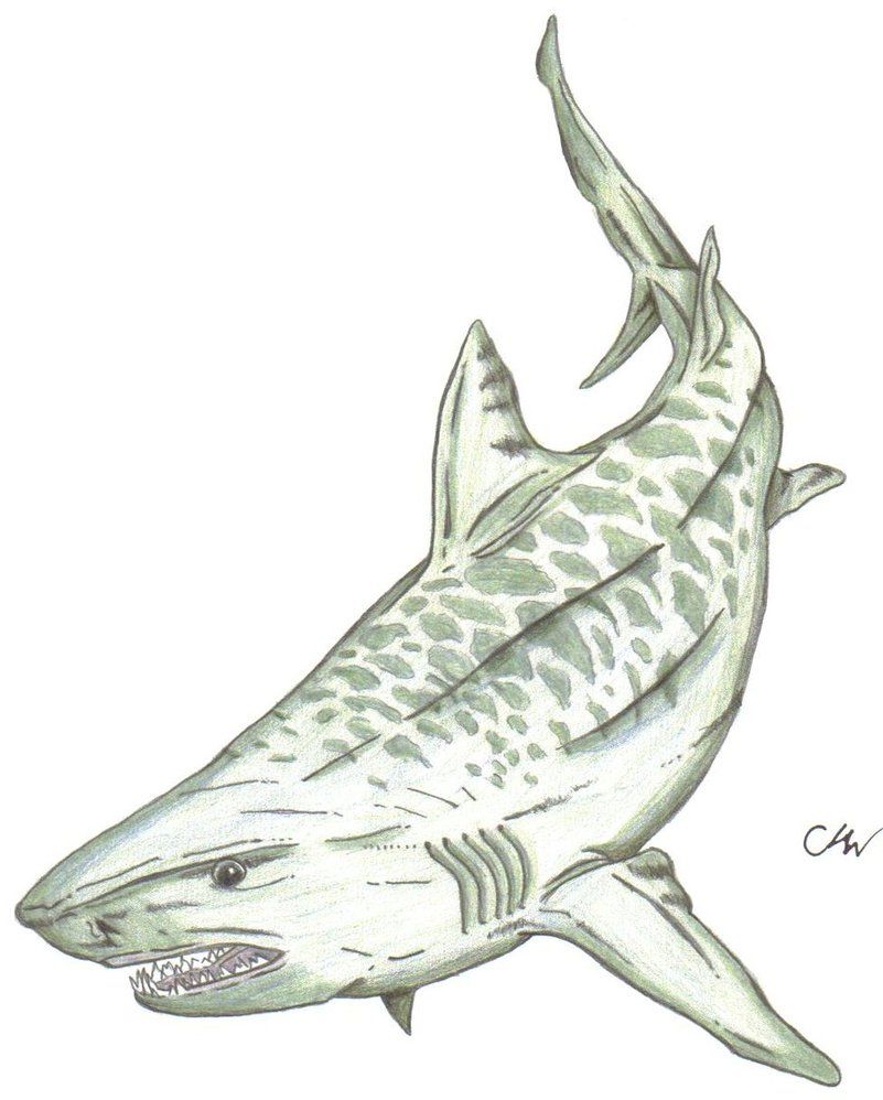 801x998 Pin By Rosie Merrill On Ocean For Glasses Shark - Tiger Shark Sketch