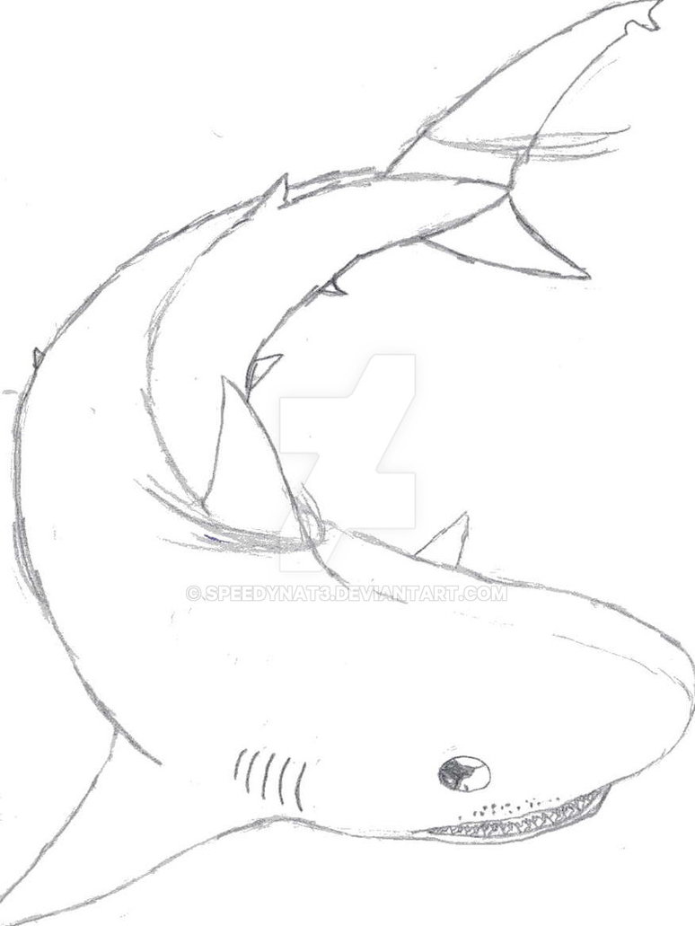 774x1031 A Tiger Shark Sketch By Speedynat3 - Tiger Shark Sketch