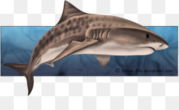 260x160 Sand Tiger Shark Sand Tiger Shark Drawing - Tiger Shark Sketch