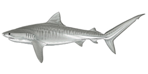 300x150 The Shark Trust - Tiger Shark Sketch