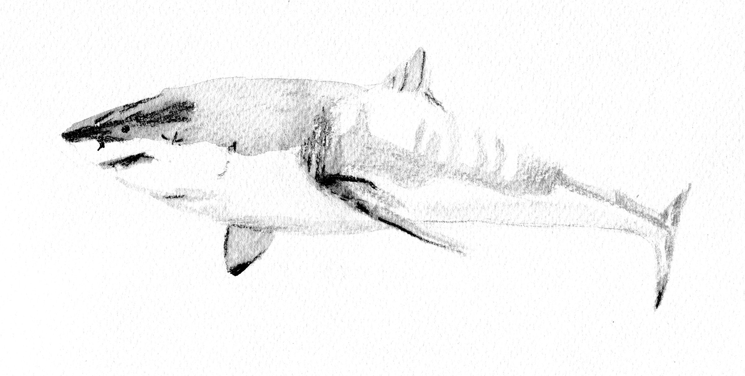 2400x1212 The Shark In Nyungar Culture - Tiger Shark Sketch
