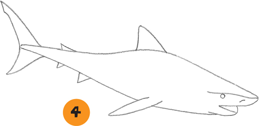 519x252 Tiger Shark - Tiger Shark Sketch