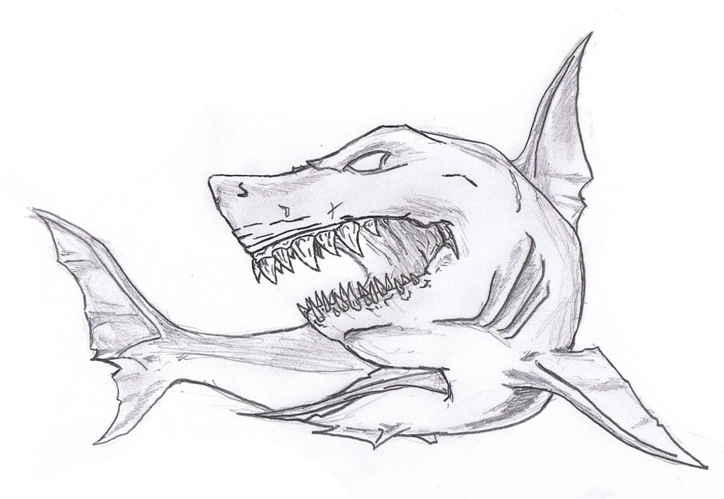 1024x707 Tiger Shark Drawing In Pencil - Tiger Shark Sketch