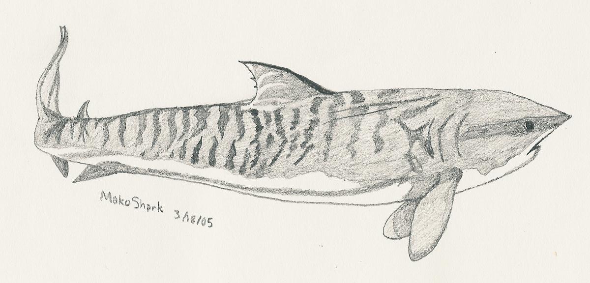 1200x576 Tiger Shark English Project 3 By Hunter0309 - Tiger Shark Sketch