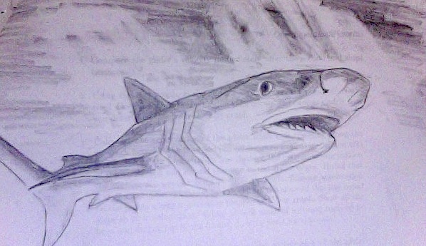 598x345 Tiger Shark Sketch By Whiplash3 - Tiger Shark Sketch