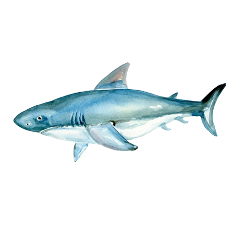 502x502 Collection Of Free Shark Drawing Watercolor. Download On Ubisafe - Tiger Shark Sketch