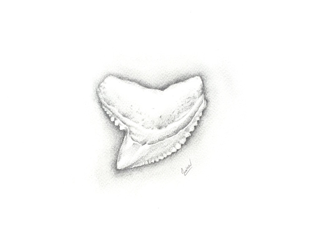 1000x794 Tiger Shark Tooth Drawing - Tiger Shark Sketch