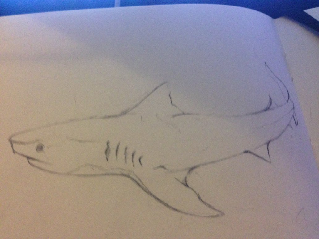 1032x774 Tiger Shark By Chimamire No Usagi - Tiger Shark Sketch