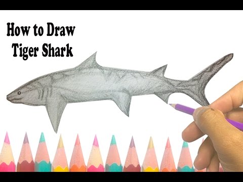 480x360 How To Draw A Tiger Shark - Tiger Shark Sketch