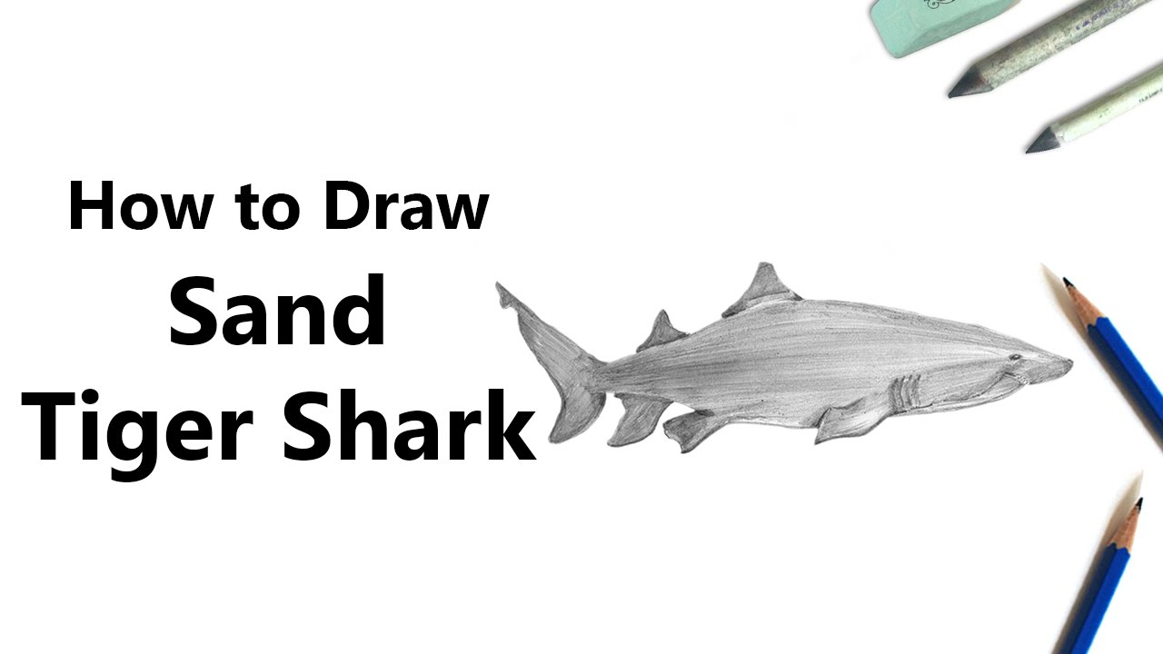 1280x720 How To Draw A Sand Tiger Shark With Pencils [Time Lapse] - Tiger Shark Sketch