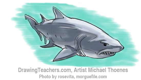 550x312 How To Draw A Shark - Tiger Shark Sketch