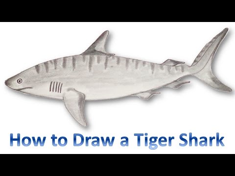 480x360 How To Draw A Tiger Shark - Tiger Shark Sketch