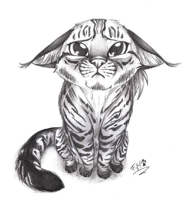 640x664 Pro Cute Tiger Sketch - Tiger Sketch