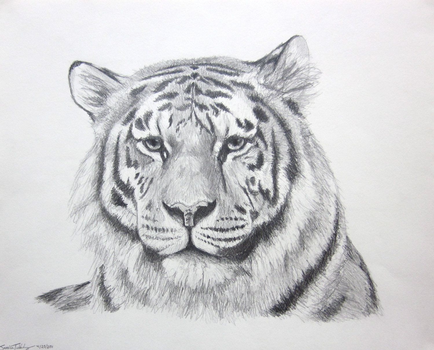 Tiger Sketch at PaintingValley.com | Explore collection of Tiger Sketch