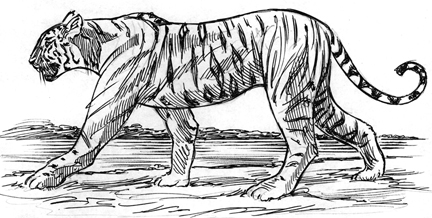 Tiger Sketch at PaintingValley.com | Explore collection of Tiger Sketch
