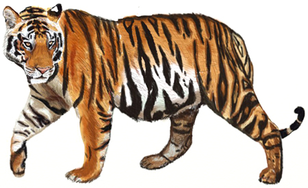 450x275 How To Draw A Tiger - Tiger Sketch