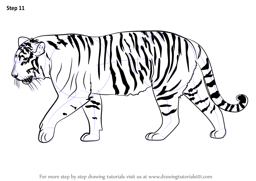 844x598 Learn How To Draw A Siberian Tiger (Big Cats) Step By Step - Tiger Sketch Drawing