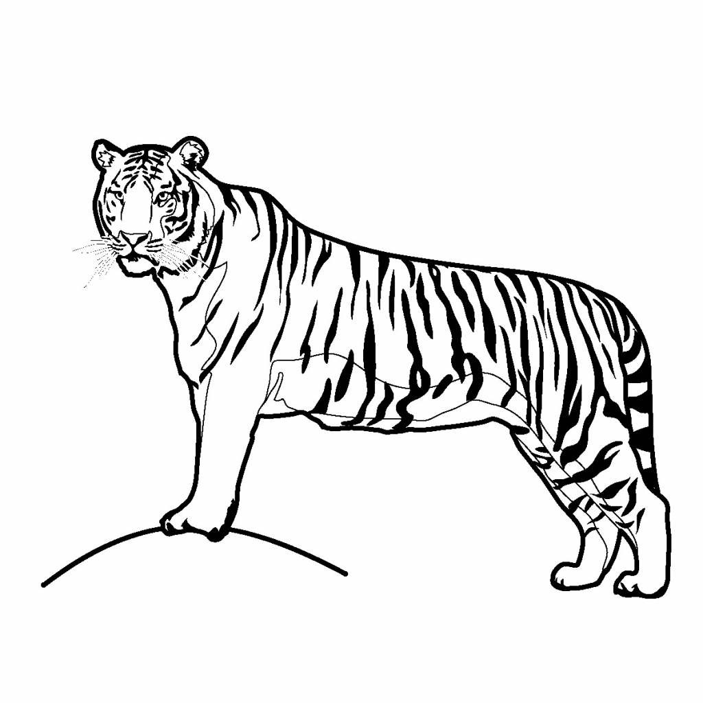 1024x1024 Tiger Sketch For Kids Tiger Stepstep Drawing At Getdrawings Free - Tiger Sketch Drawing