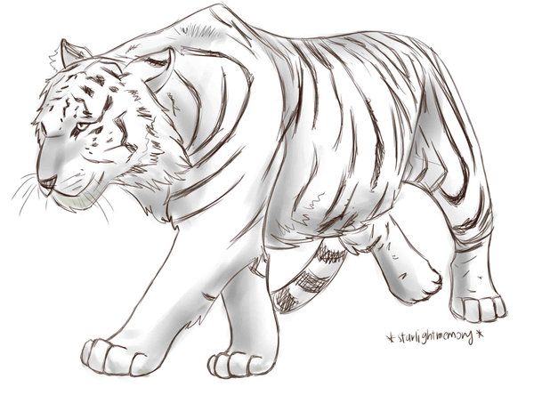 600x444 Tiger Paw Prints Walking Drawing Sketch - Tiger Sketch Drawing