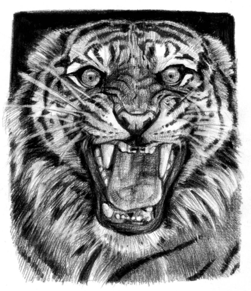 830x962 Tiger Sketch 2 By Sabbathsoul - Tiger Sketch Drawing
