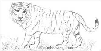 333x167 Distinctive Tiger Drawing - Tiger Sketch Drawing