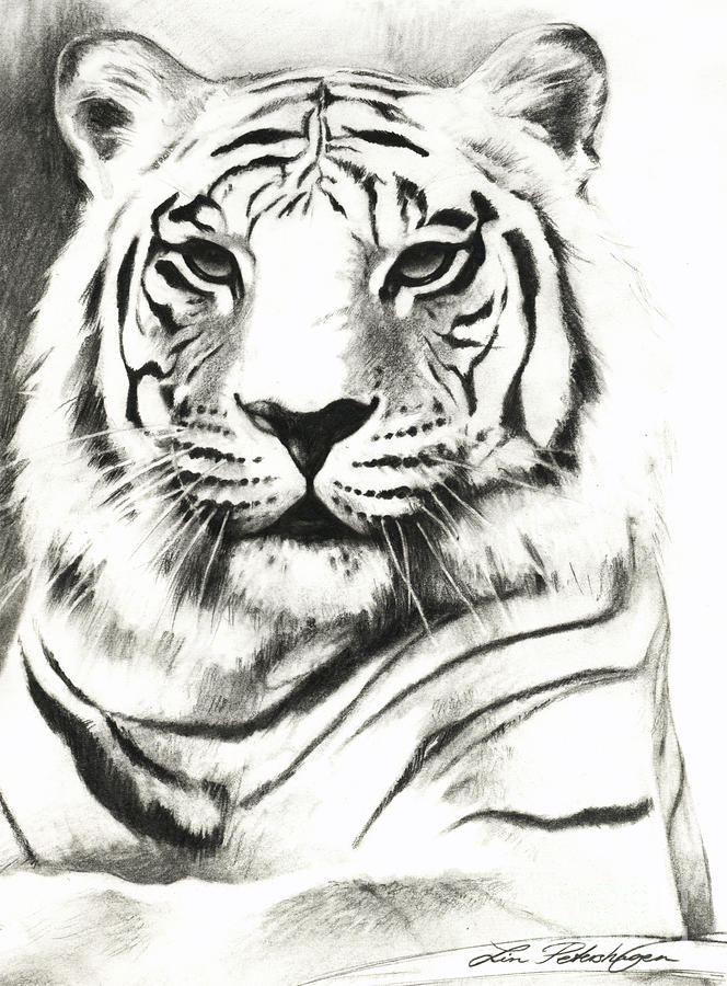 664x900 Drawn White Tiger - Tiger Sketch Drawing