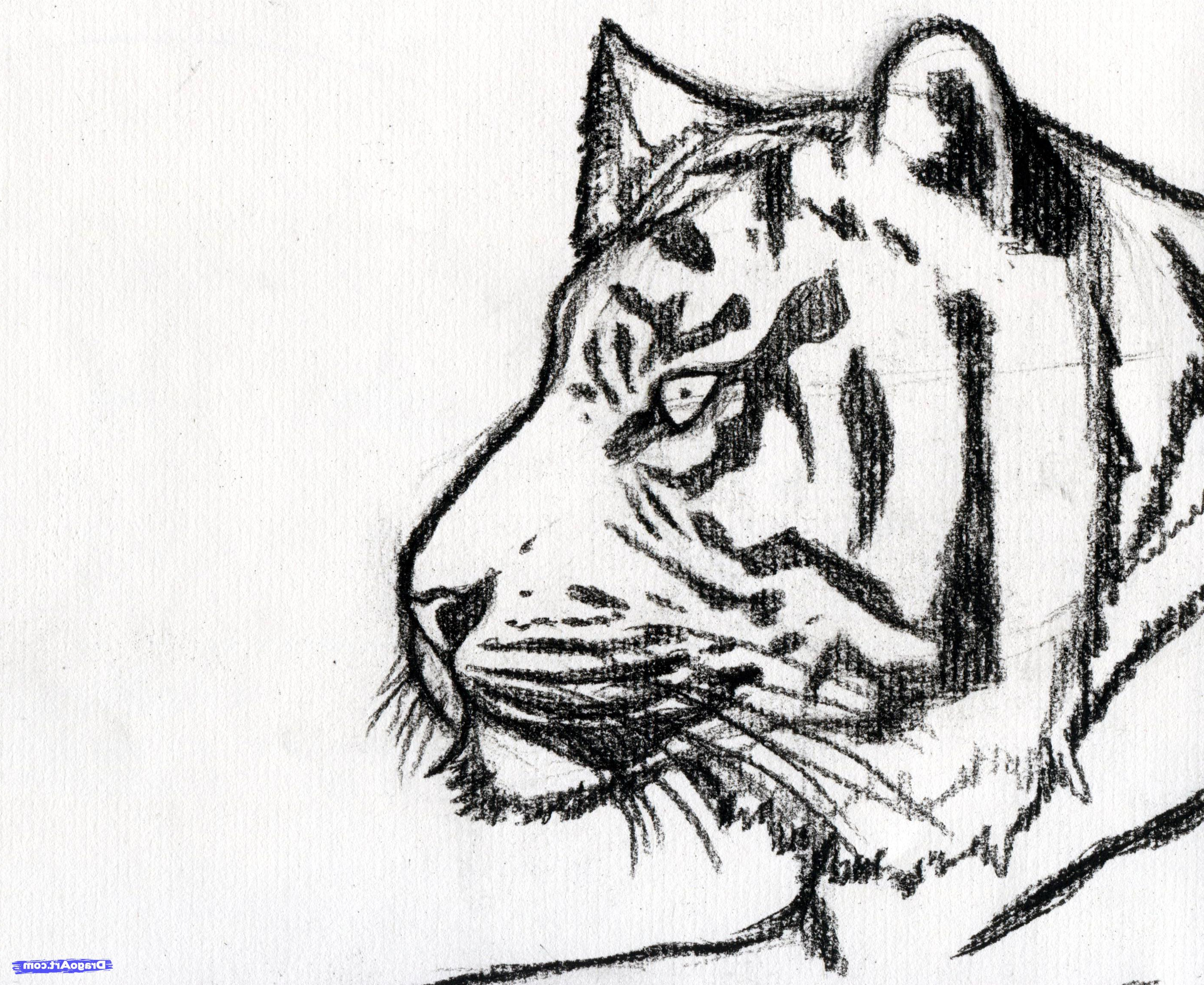 2809x2297 Free Photo Tiger Sketch - Tiger Sketch Drawing