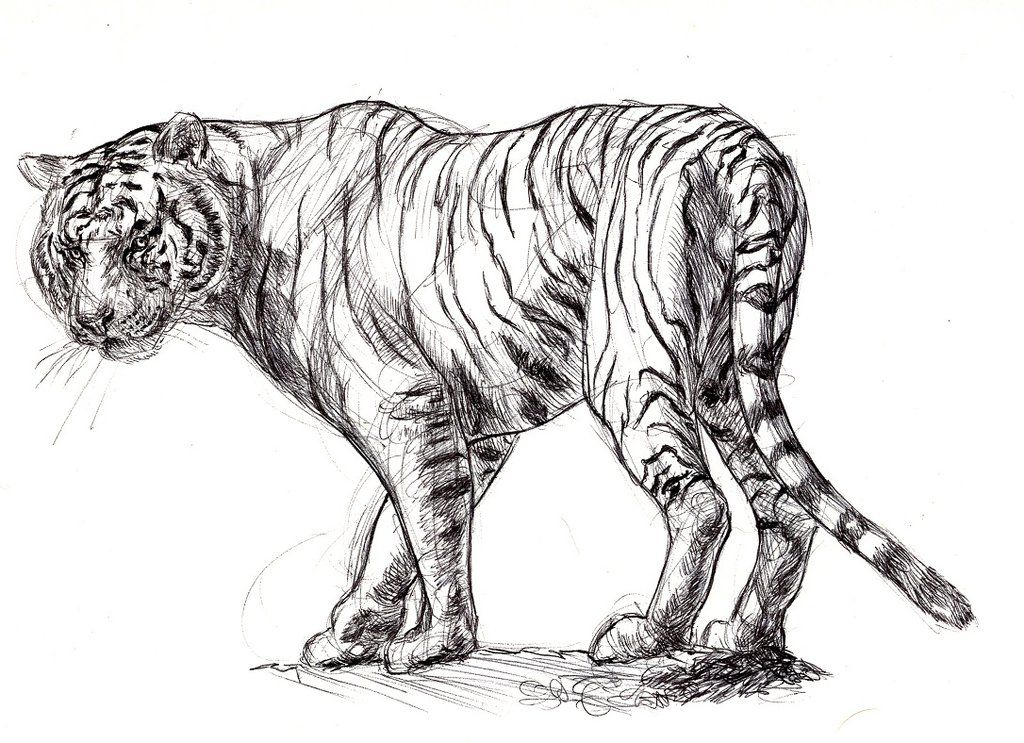 1024x743 Gallery For White Tiger Drawing Sketch Grissom Reunion - Tiger Sketch Drawing