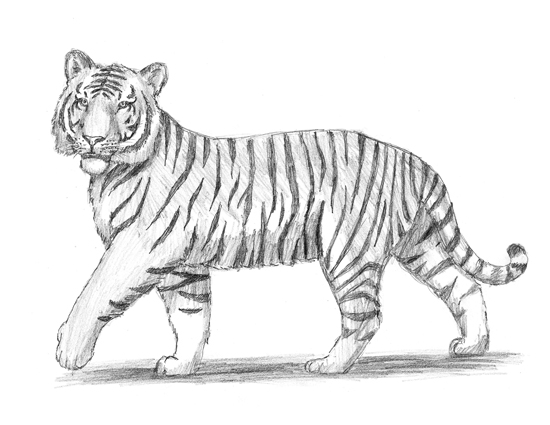 550x425 How To Draw A Tiger - Tiger Sketch Easy