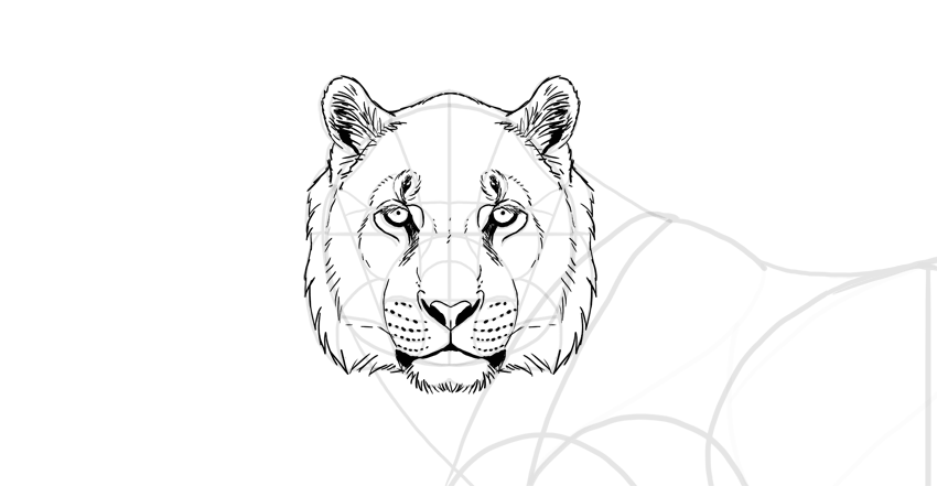 850x441 How To Draw A Tiger - Tiger Sketch Easy