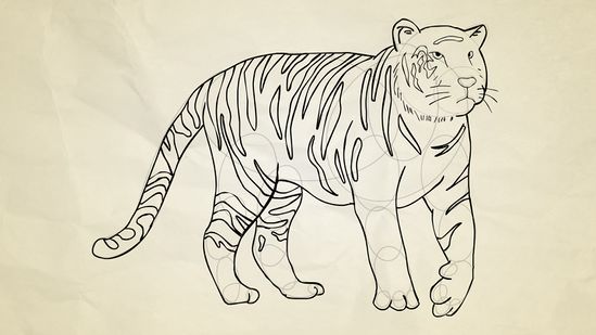 549x309 2 Easy Ways To Draw A Tiger (With Pictures) - Tiger Sketch Easy