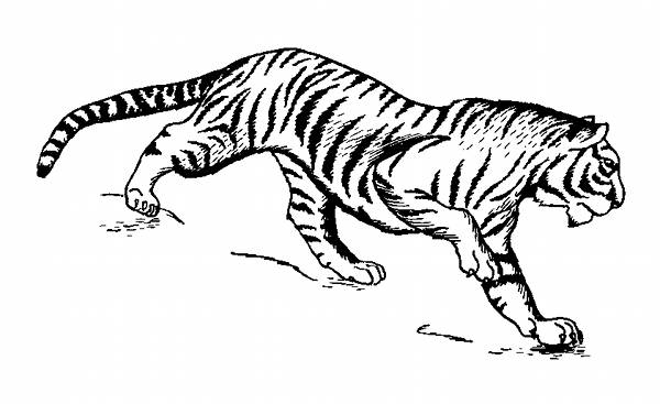 600x367 Tiger Line Drawings For Coloring - Tiger Sketch Easy
