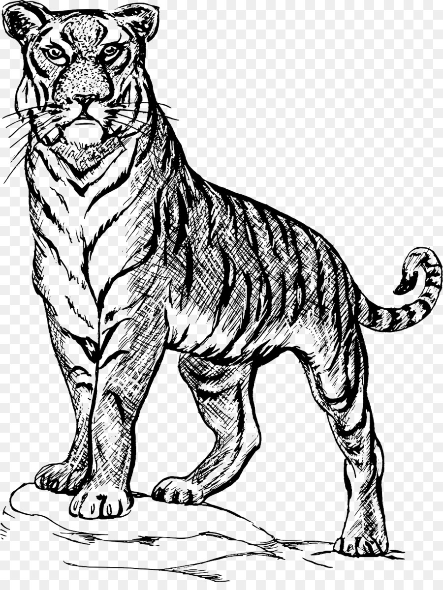 900x1200 Tiger Sketch Drawing Line Art Image - Tiger Sketch Easy