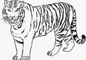 300x210 Tiger Kids Drawing Tiger Sketch For Kids - Tiger Sketch For Kids