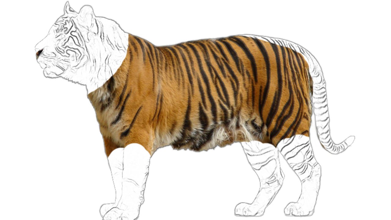 1280x720 Tiger Sketch For - Tiger Sketch For Kids