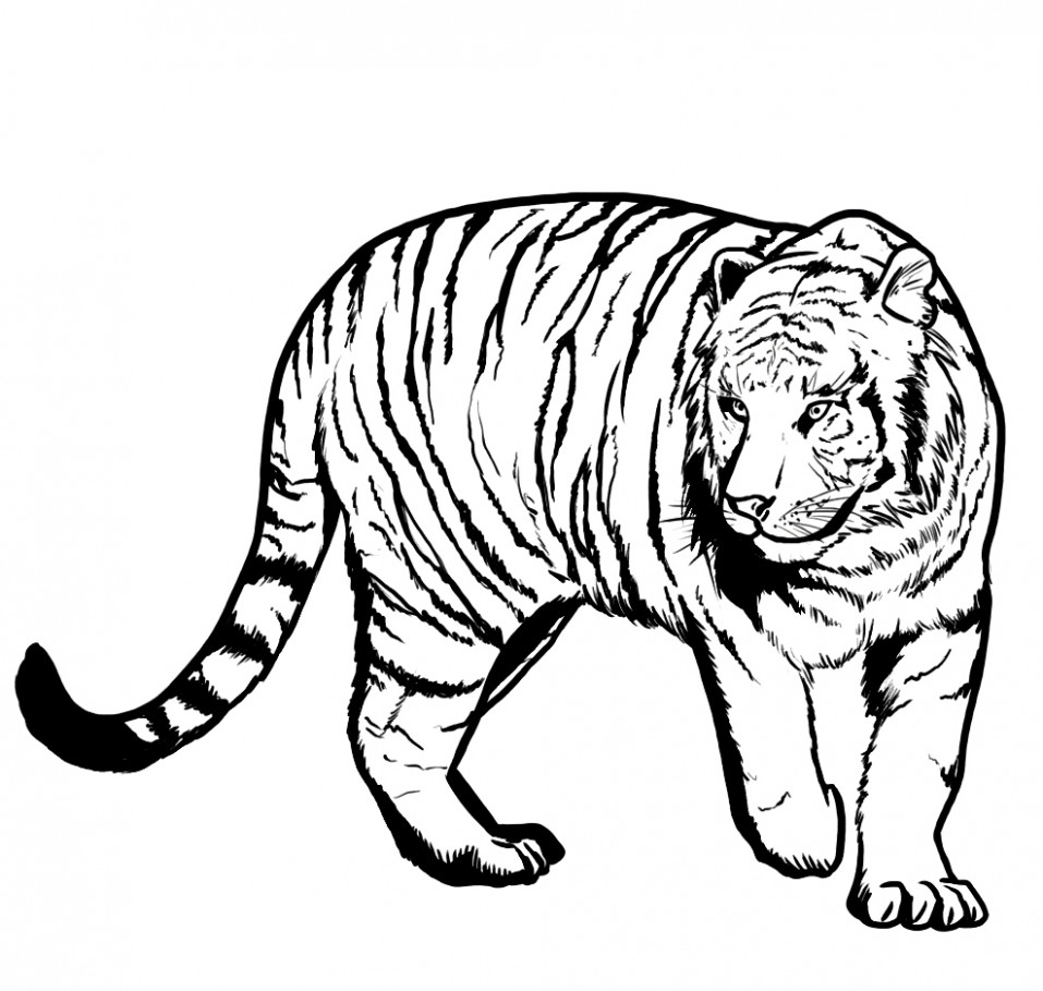 957x909 Tiger Line Drawing - Tiger Sketch For Kids
