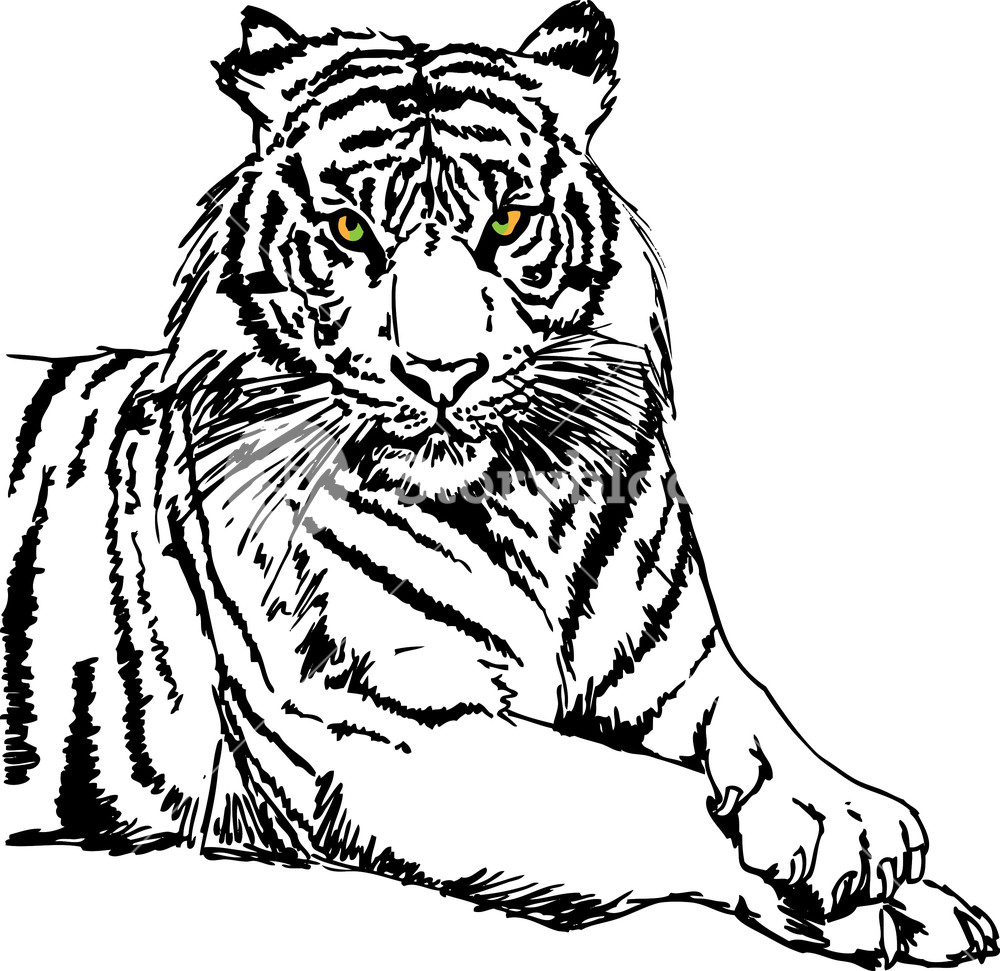 1000x971 Sketch Of White Tiger. Vector Illustration Royalty Free Stock - Tiger Sketch Images