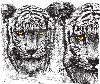 400x337 Sketch Of White Tiger Vector Image Vector Artwork Of Plants And - Tiger Sketch Images